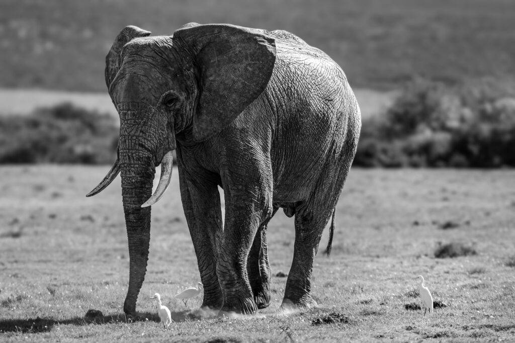 Elephant kicking grass at Garden Route Game Lodge